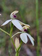 Caladenia cucullata