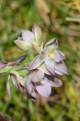 Thelymitra epipactoides