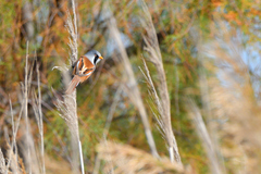 Panurus biarmicus