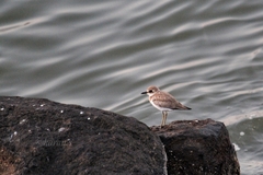 Charadrius leschenaultii