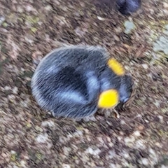 Apolinus lividigaster