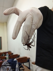 Heteropoda tetrica