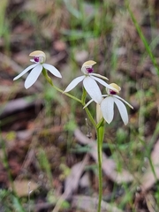 Caladenia cucullata