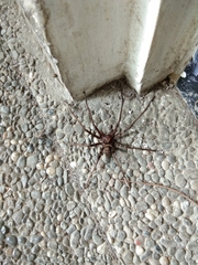 Heteropoda tetrica