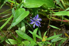 Pontederia vaginalis