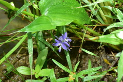Pontederia vaginalis