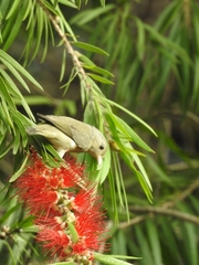 Dicaeum erythrorhynchos