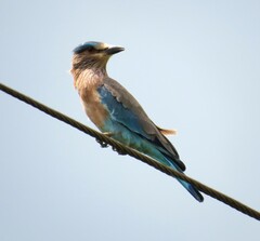 Coracias benghalensis