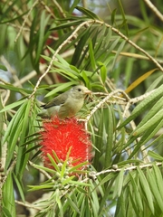 Dicaeum erythrorhynchos