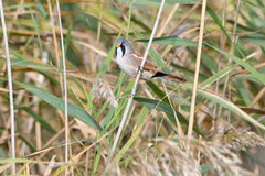 Panurus biarmicus