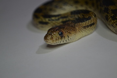 Pituophis deppei