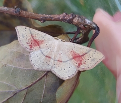 Cyclophora punctaria