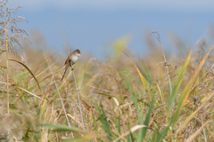 Panurus biarmicus