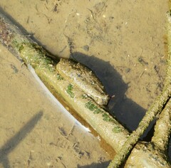 Onchidium