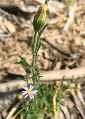 Vittadinia