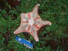 Hippasteria phrygiana