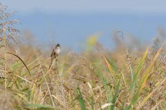 Panurus biarmicus