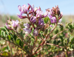 Astragalus diaphanus