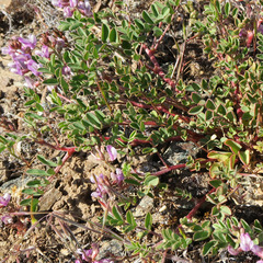Astragalus diaphanus
