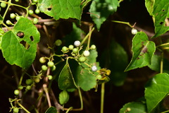 Ampelopsis glandulosa hancei