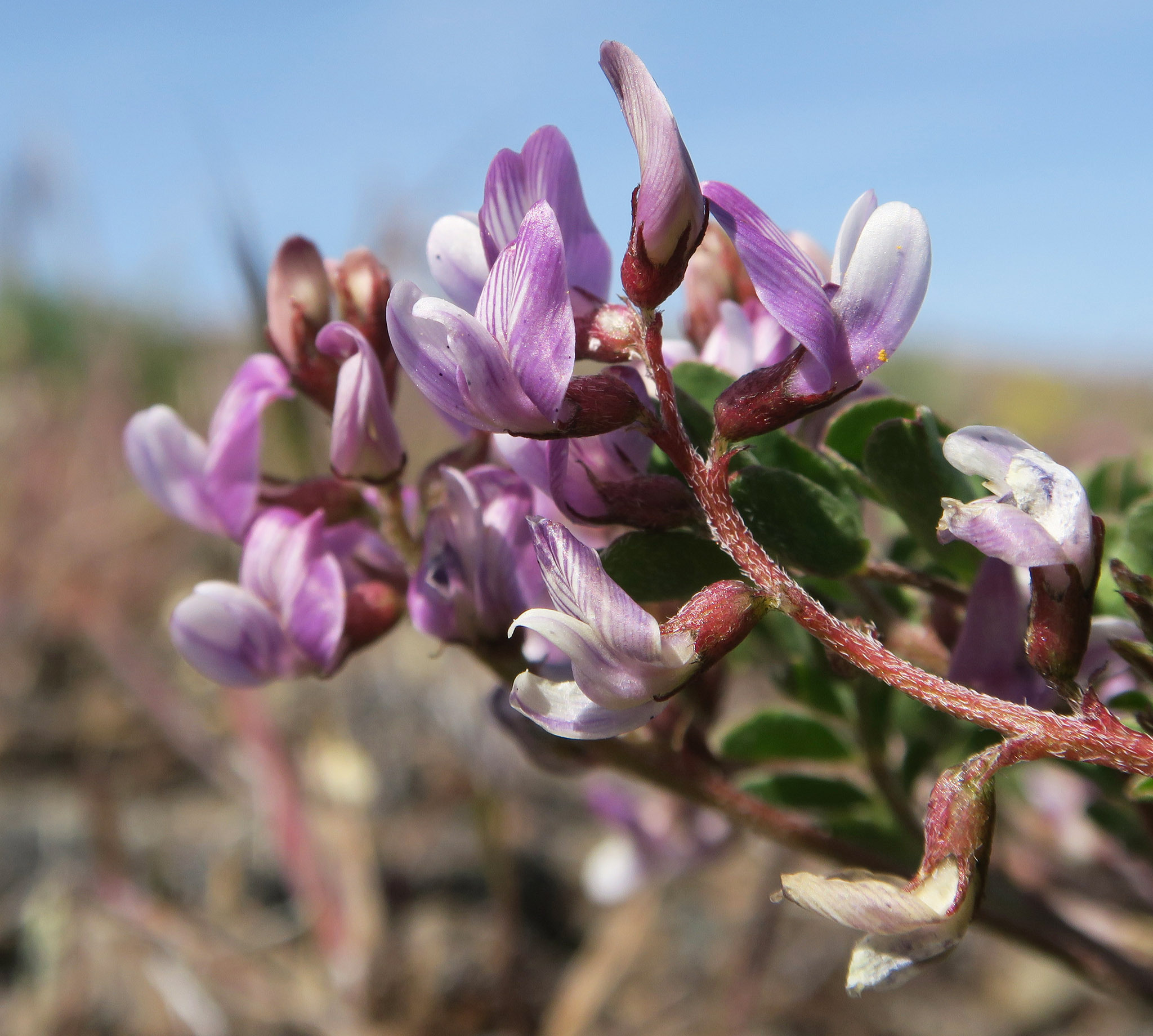 Astragalus diaphanus