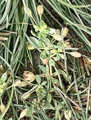 Glinus oppositifolius