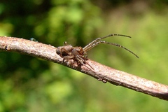Tmarus angulatus