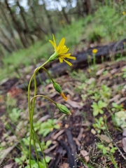 Microseris lanceolata