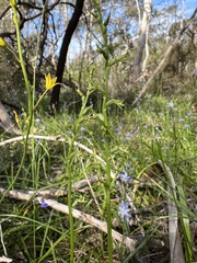 Prasophyllum pallidum