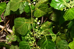 Ampelopsis glandulosa hancei