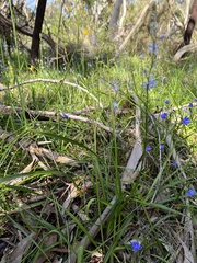 Prasophyllum pallidum