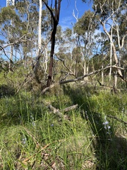 Prasophyllum pallidum