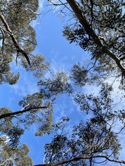 Prasophyllum pallidum