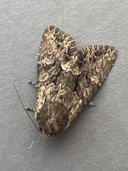 Mniotype occidentalis