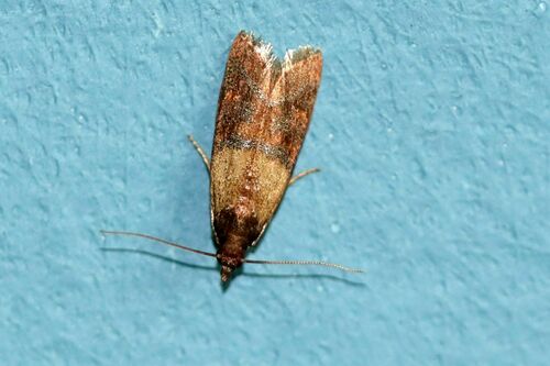 Plodia interpunctella