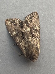 Mniotype occidentalis