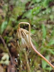 Microseris lanceolata
