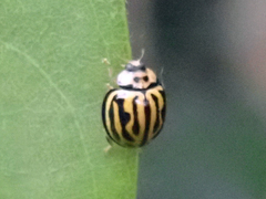 Phrynocaria gratiosa