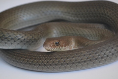 Masticophis mentovarius