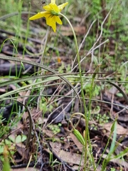 Microseris lanceolata
