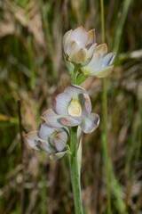 Thelymitra epipactoides