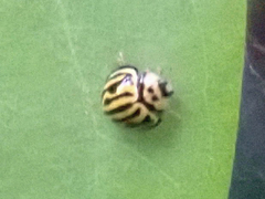 Phrynocaria gratiosa