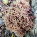 Phaeotremella frondosa - Photo (c) Stephen Russell, algunos derechos reservados (CC BY-NC), uploaded by Stephen Russell