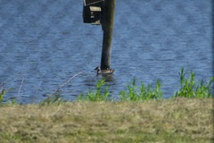 Malacorhynchus membranaceus