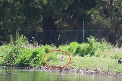 Malacorhynchus membranaceus