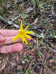 Microseris lanceolata