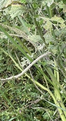 Heliotropium indicum