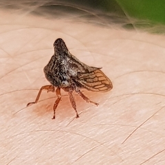 Aconophora compressa