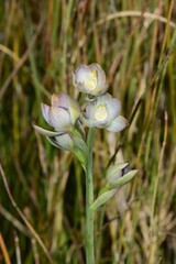 Thelymitra epipactoides