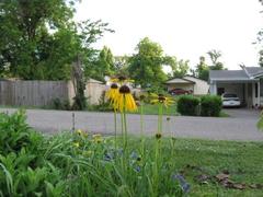 Echinacea paradoxa paradoxa